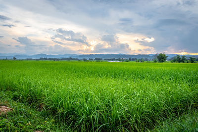 Scenic view of field against cloudy sky