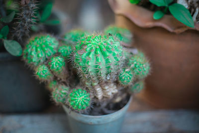 Close-up of potted cactus plant