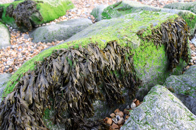 Moss growing on rock