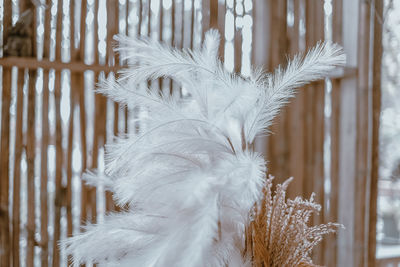 Close-up of feather hanging on wood