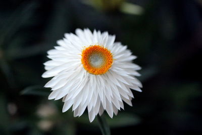 Close-up of white daisy