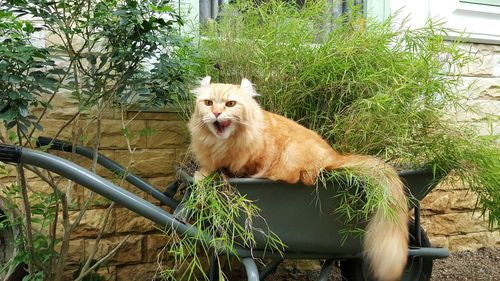 View of cat yawning