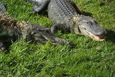 Close up view of a lizard alligators gators on grass