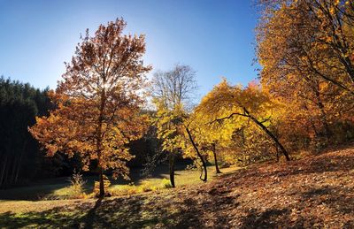 Trees growing in forest against clear sky during autumn