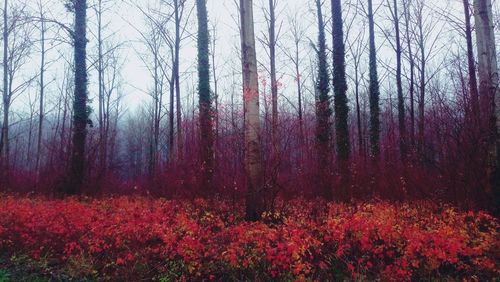 Trees in forest during autumn