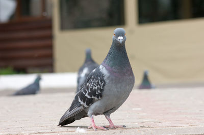 Close-up of bird perching on retaining wall