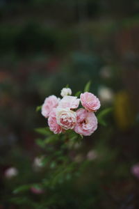 Close-up of pink rose