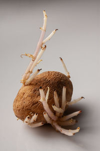 Close-up of mushrooms against white background