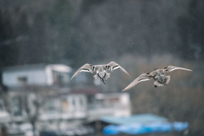 Seagulls flying in the background