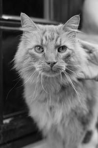 pet