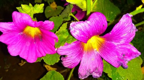 Close-up of water drops on pink flower blooming outdoors