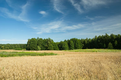 Field with golden grain, green forest and blue sky, summer landscape