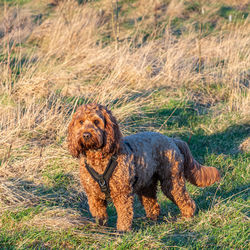 Dogs on grassy field