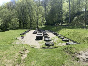 View of trees in park