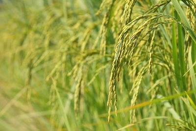 Close-up of wheat growing on field