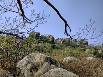 Bare trees on rock