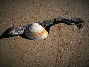 Shells shells on ground