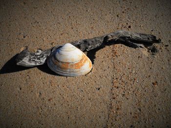 High angle view of driftwood and seashell at beach