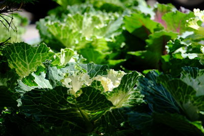 Close-up of fresh green leaves