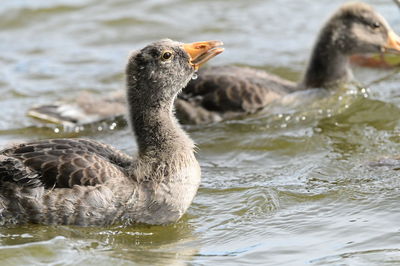 Duck swimming in lake