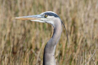 Close-up of a bird