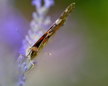 Close-up of insect on flower