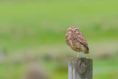 Close-up of bird perching on wooden post