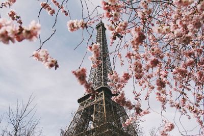 Low angle view of pink flowers on branch