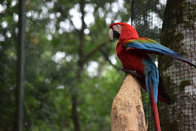 Low angle view of parrot perching on tree