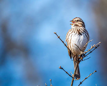 Low angle view of bird perching on branch against sky