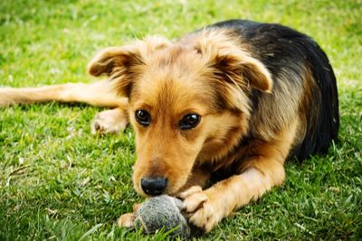 Close-up of dog lying on grass