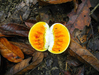 Close-up overhead view of yellow leaf