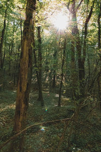 Sunlight streaming through trees in forest