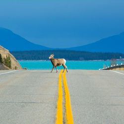 Side view of mammal walking on road