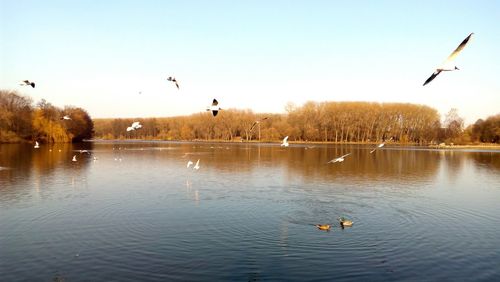 Swans swimming in lake against sky