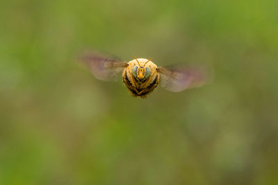 Close-up of insect on flower