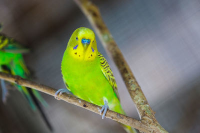 Budgerigars on plant