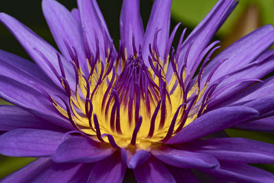 Close-up of purple water lily flower