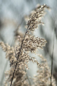 Close-up of dried plant