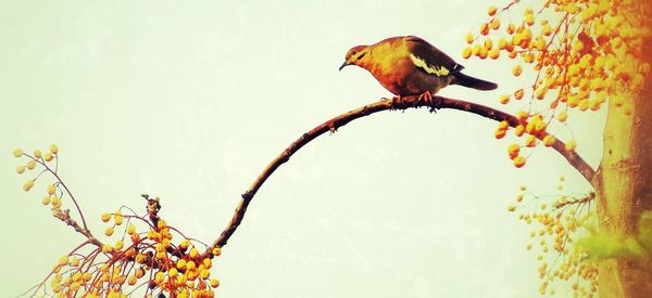 Low angle view of birds perching on branch