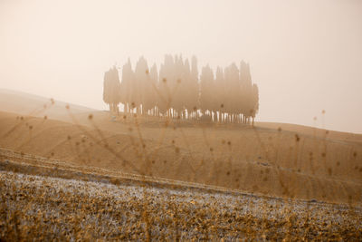 Trees on landscape against clear sky during sunset