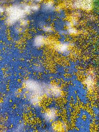 Full frame shot of yellow leaf