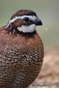 Close-up of a bird