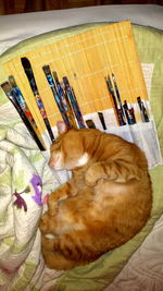 Dog sleeping at home