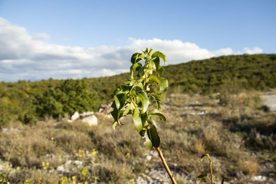 Close-up of plant growing on field against sky