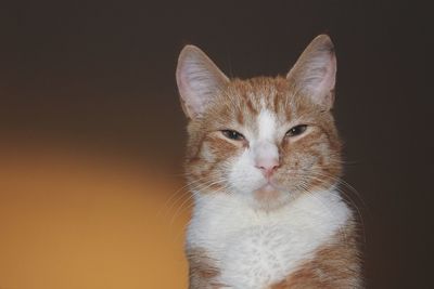 Close-up portrait of ginger cat against orange background