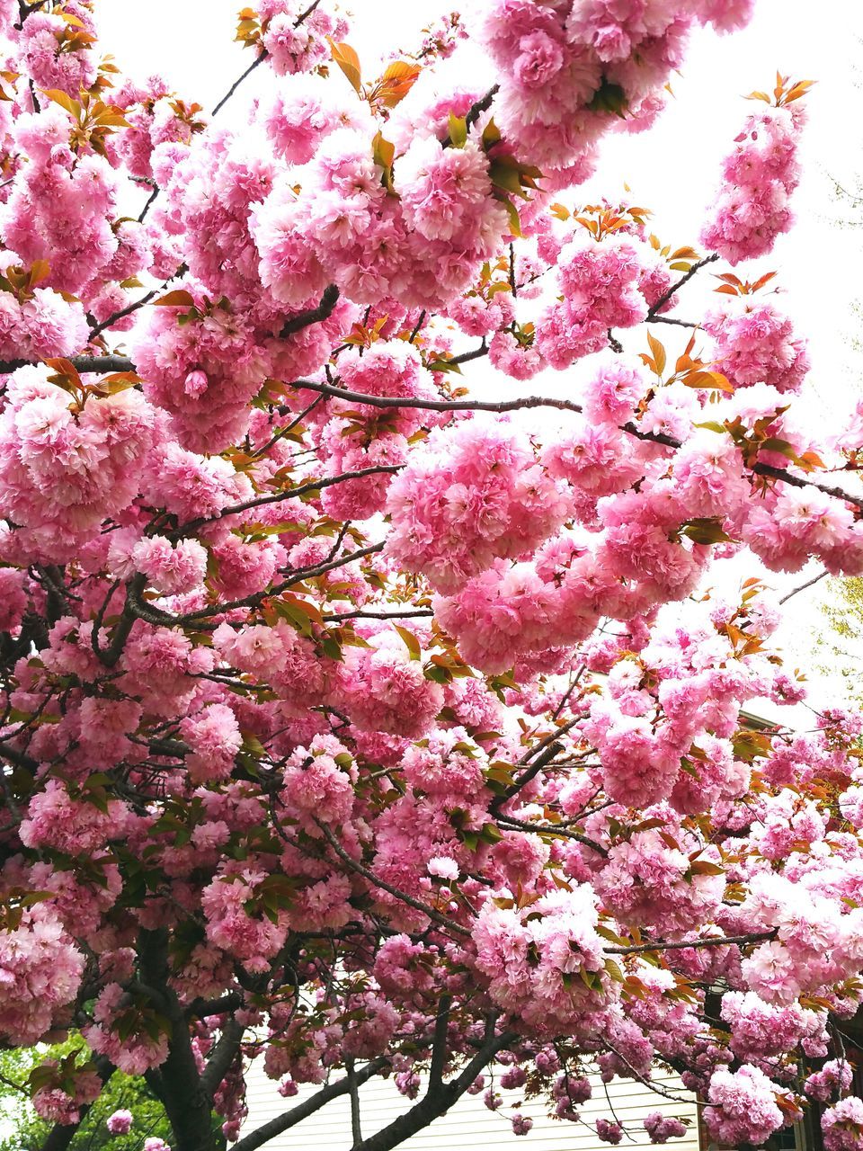 flower, tree, freshness, cherry blossom, branch, growth, pink color, blossom, beauty in nature, cherry tree, fragility, low angle view, nature, fruit tree, springtime, in bloom, pink, orchard, blooming, spring