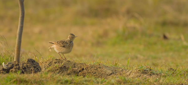 Bird perching on a field