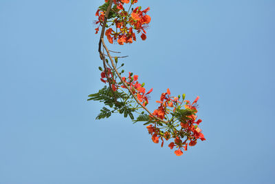 Low angle view of red flowering plant against clear blue sky