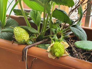 Close-up of succulent plant in pot
